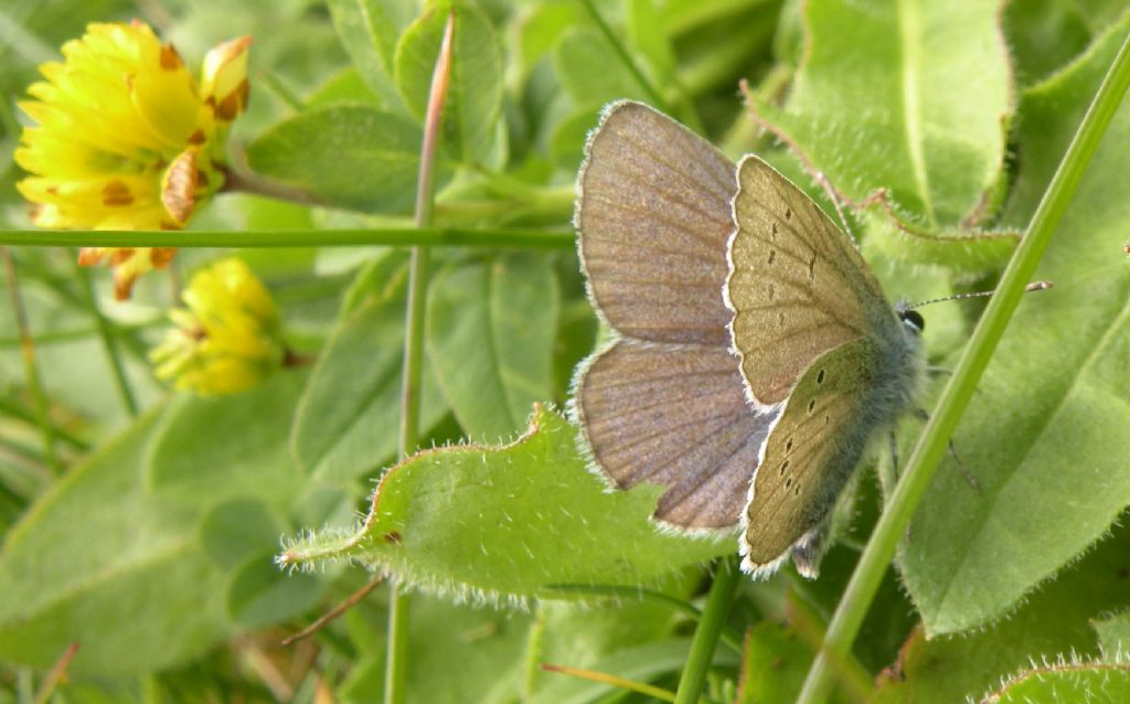 PN Gran Paradiso: Lycaenidae